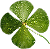 lucky four-leaf clover